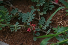 Indigofera linnaei